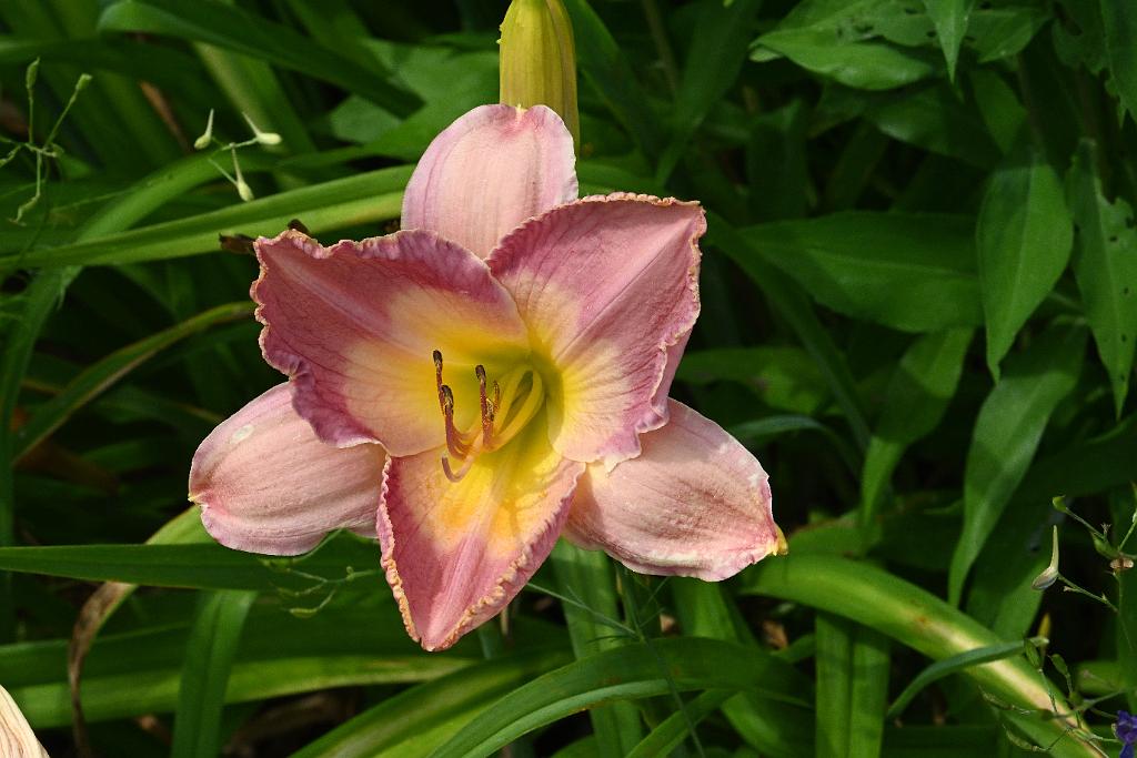 2025-07119536 Tower Hill Botanic Garden, MA.JPG - Daylily. New England Botanic Garden at Tower Hill, MA, 7-11-2025